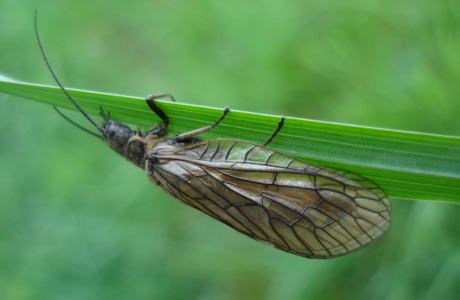 Teich-Schlammfliege (Sialis fuliginosa) - © Johannes Gepp